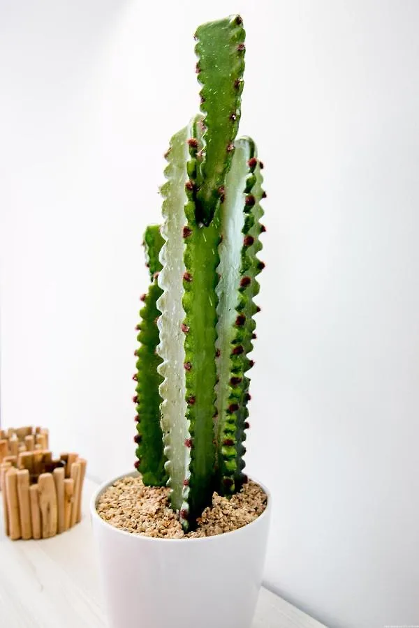 Cactus Apartment San Miguel de Abona